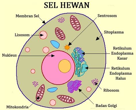 gambar sel hewan beserta keterangannya dalchaebi