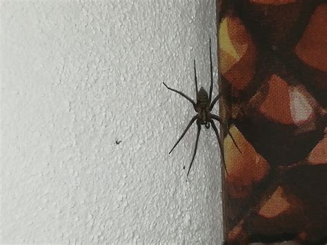Aranha Grande Em Casa - 5