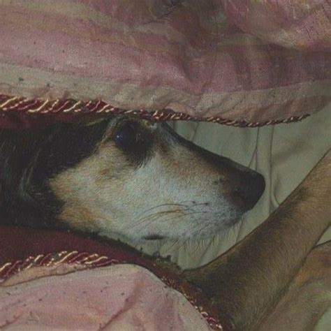 Graveyardwraith – missing piece to the puzzle Lyrics | Genius Lyrics