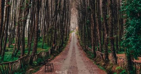 Pinus Kragilan Magelang Destinasi Perdamaian Di Tengah Kegelisahan