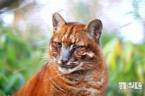 Asian golden cat (Pardofelis temminckii, Felis temminckii, Profelis ...