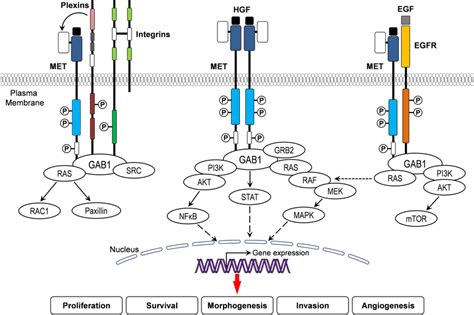 Met Activation Crosstalk And Downstream Signaling Hgf Binding