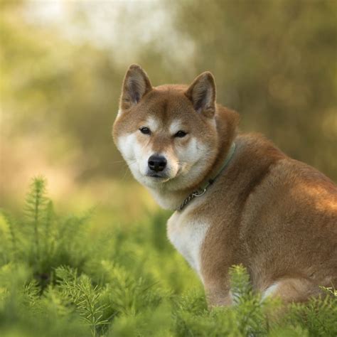 10 Top Shiba Inu Wallpaper 1920x1080 Full Hd 1080p For Pc Desktop 2023