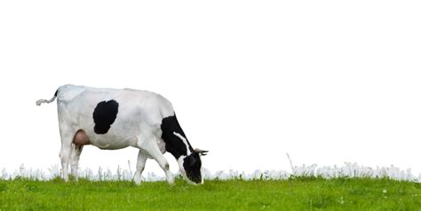 Cow Png
