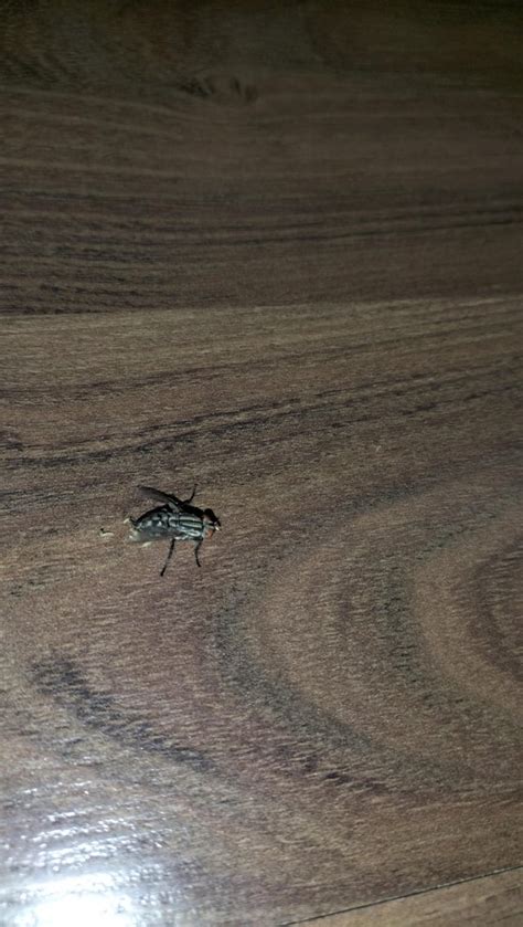 small  white thingsthey    housefly