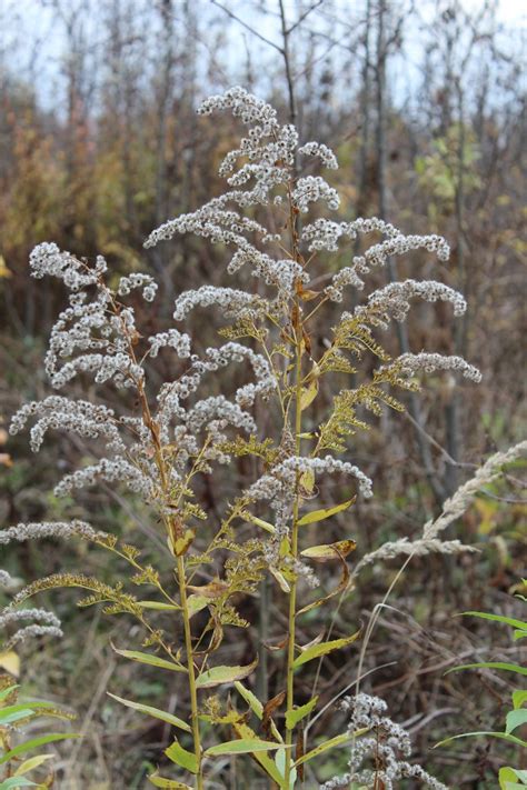 Solidago canadensis - Изображение особи - Плантариум