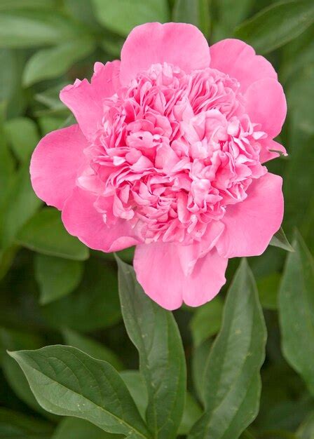 Premium Photo | Pink peony
