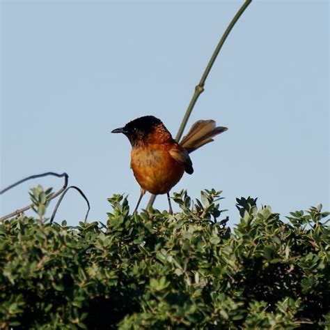 Photos Red Backed Fairywren Malurus Melanocephalus Birds Of The World