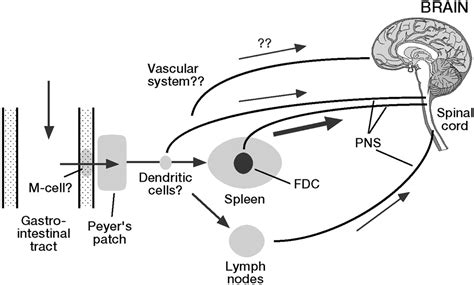 Transmission Of Prions Pnas