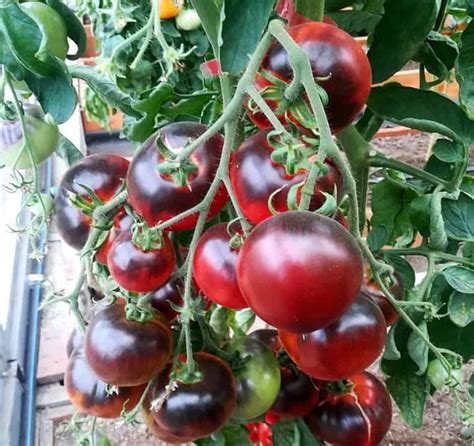 Томат "Черная богиня": характеристика и описание сорта, фото