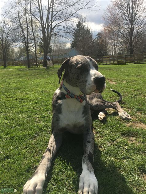 Merle Great Dane Stud - Stud Dog in Pennsylvania , the United States | Breed Your Dog