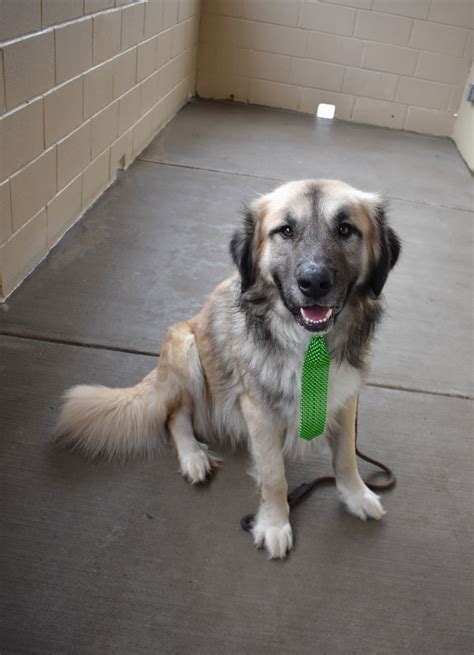 Dog for Adoption - Brian, a Anatolian Shepherd in Crandall, TX | Alpha Paw
