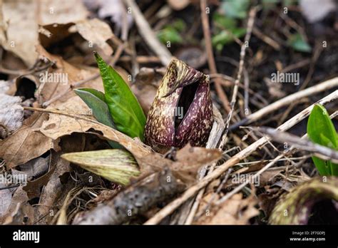 Eastern Skunk Cabbage Emerging In Springtime Stock Photo Alamy