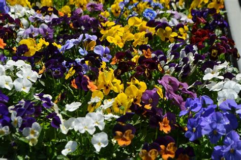 Viola Cornuta Admire Maxi Mix Pansy Garden Center Marketing