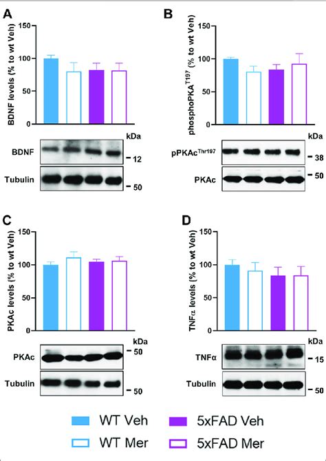 Biochemical Assessment Of Xfad Mice Treated With Meridianins A