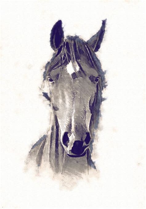 Freehand Horse Head Pencil Drawing Stock Illustration - Illustration of ...