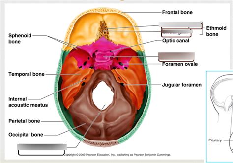 Quiz Inner Calvaria Diagram Quizlet