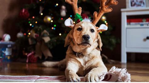 Top 10 Holiday Pet Safety Tips Ensuring A Merry And Safe Season For Y