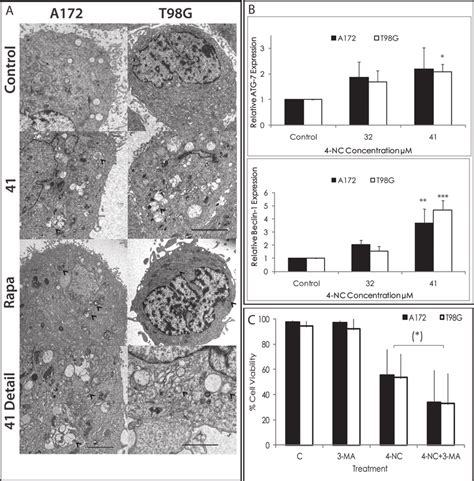 Effect Of 4 Nc On Autophagy Induction Download Scientific Diagram