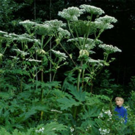 Heracleum Mantegazzianum With Its Large Leaves And Flowerheads Photo