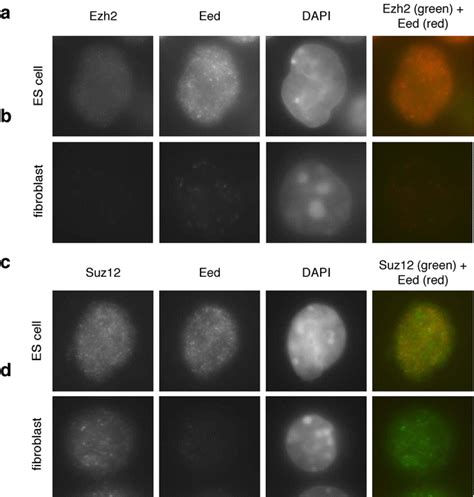 Developmental Regulation Of Suz Localization Chromosoma