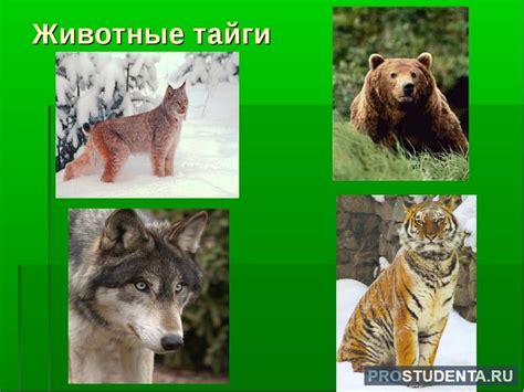 Природная зона тайги: расположение, климат, типичная флора и фауна