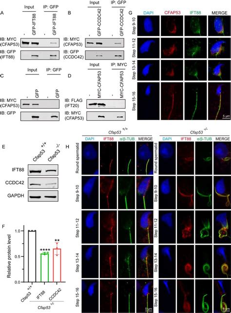 Essential Role Of CFAP53 In Sperm Flagellum Biogenesis BioRxiv