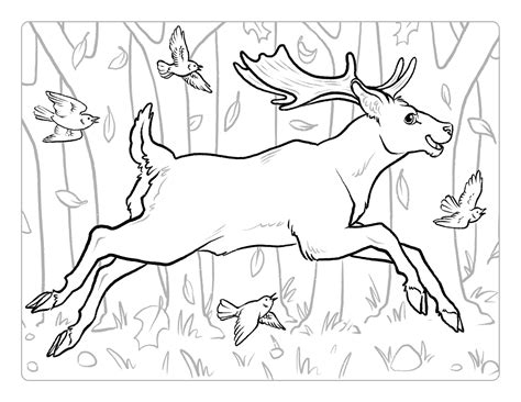 Deer Hunting Coloring Pictures