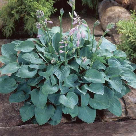 14 Blue Hostas Plants Kivashinya