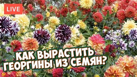 Как вырастить ГЕОРГИНЫ из семян? Красивые цветы с Хитсад ТВ - YouTube