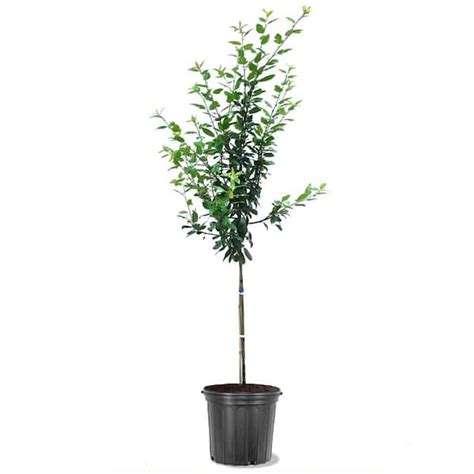 Online Orchards 3 Ft American Pussy Willow Tree With Numerous Soft