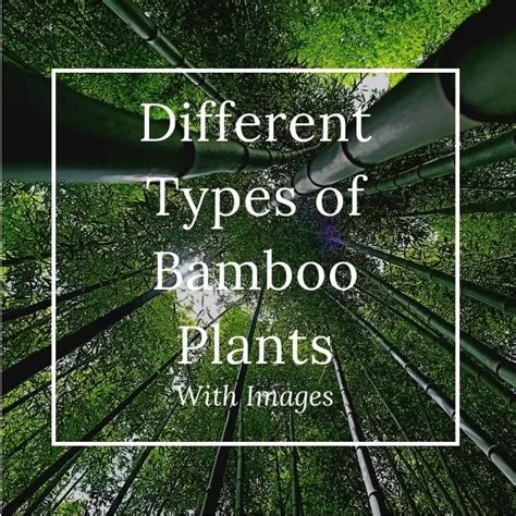 22 Different Types of Bamboo Plants With Images