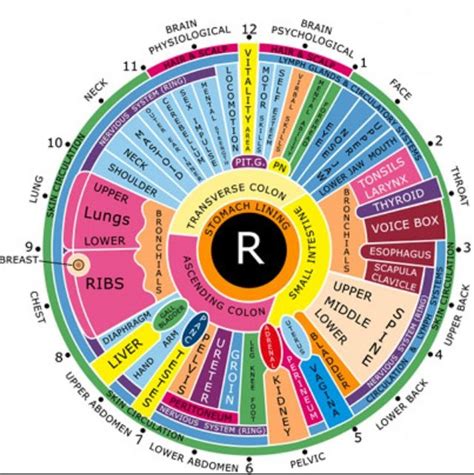 Iridology Chart Right Eye Here S A Quick Way To Get Iriscope