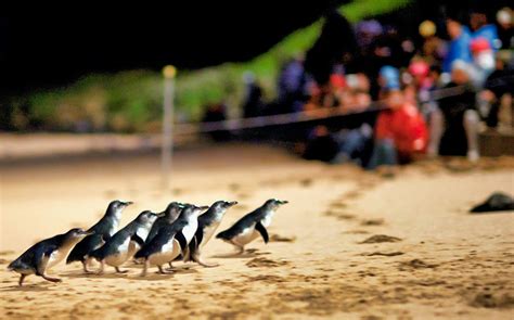 book phillip island tours  updated