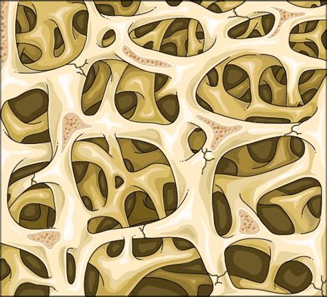 bone profile atpalingclaire