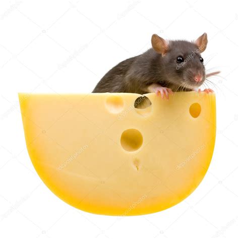 Funny rat and cheese on white — Stock Photo © Ragnarocks #1938106