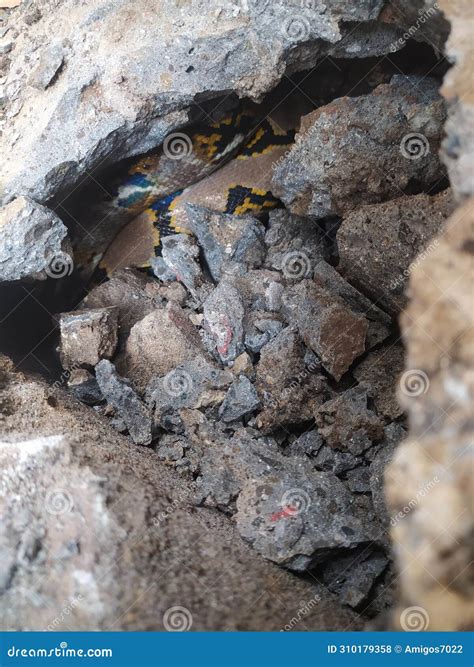 Snake: My Hiding Place is Revealed Stock Photo - Image of revealed