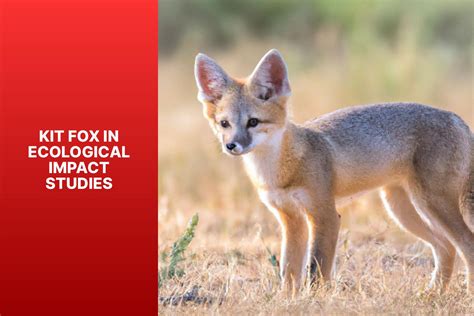 Exploring The Ecological Impact Of Kit Fox In Detailed Studies