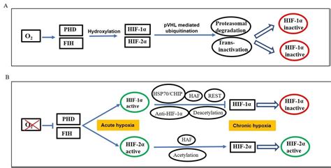 Oxygen Dependent Regulation Of Hypoxia Inducible Factors Hif 1α And