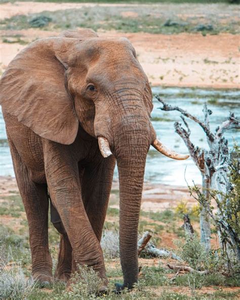 Elephant Grazing on Grassland · Free Stock Photo