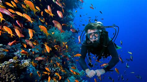 scuba dive gold coast whale watching boat hire marina