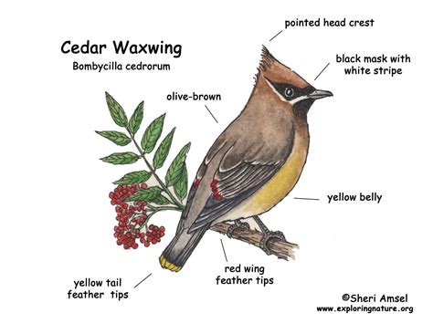 Waxwing Cedar