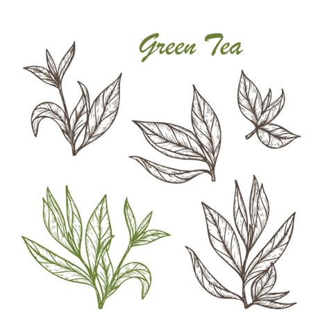 Лист чая рисунок - 87 фото