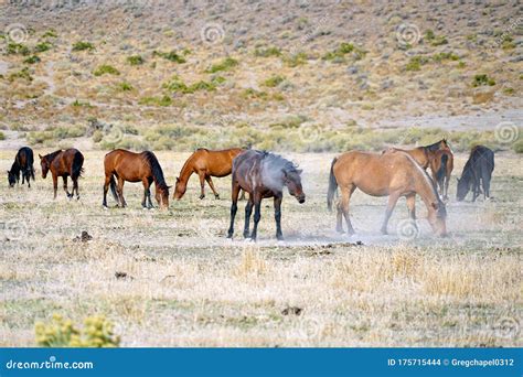 Wild Mustang Horses in the Northern Nevada Desert. Stock Photo - Image ...