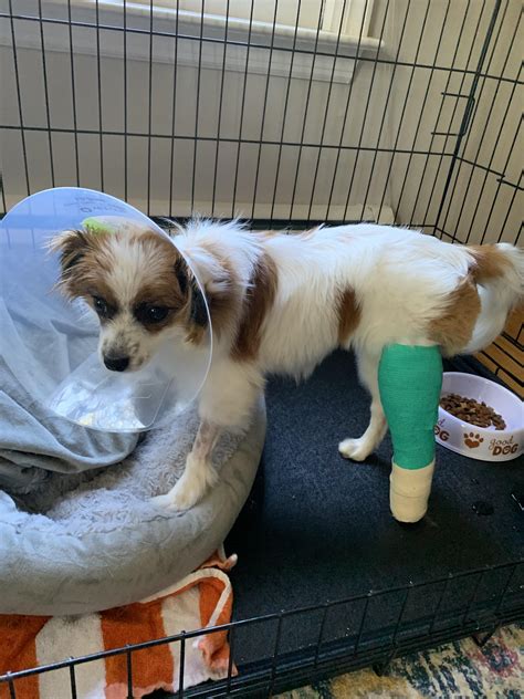 She fractured her tibia from running too hard in the yard and will have