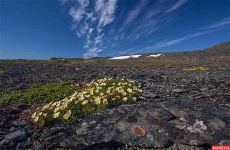 Растения Арктики Картинки – Telegraph