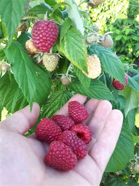 Малина Маравилла Описание Сорта Фото – Telegraph