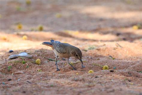 The Sociable Weaver Is Endemic Bird To Southern Africa Sossusvlei