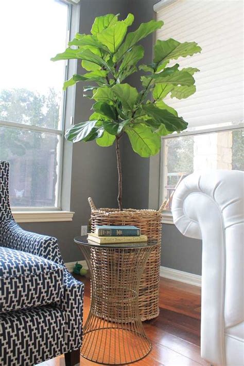 Plantas Para Dentro De Casa