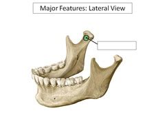 Mandible flashcards | Quizlet